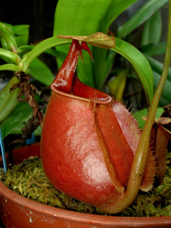 Nepenthes bicalcarata 'red' 1